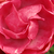 Różowy  - Róże rabatowe polianty - Dick Koster